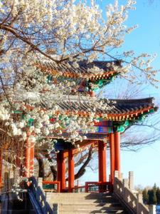 情深不寿空余恨(经冬复立春)阅读