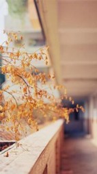 同桌后我被学霸总裁偏爱(清萝风)阅读