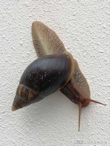 螺异二则(用户52929903)阅读