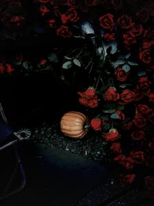 弯刀划过红玫瑰后续+番外小说阅读