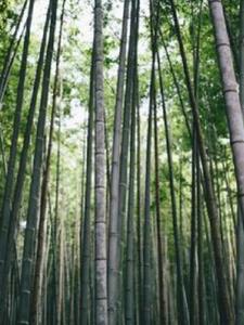 无根之村后续+番外小说阅读