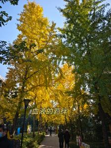 血液的羁绊(卷容79)阅读