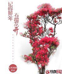 记得那年石榴花开小说阅读